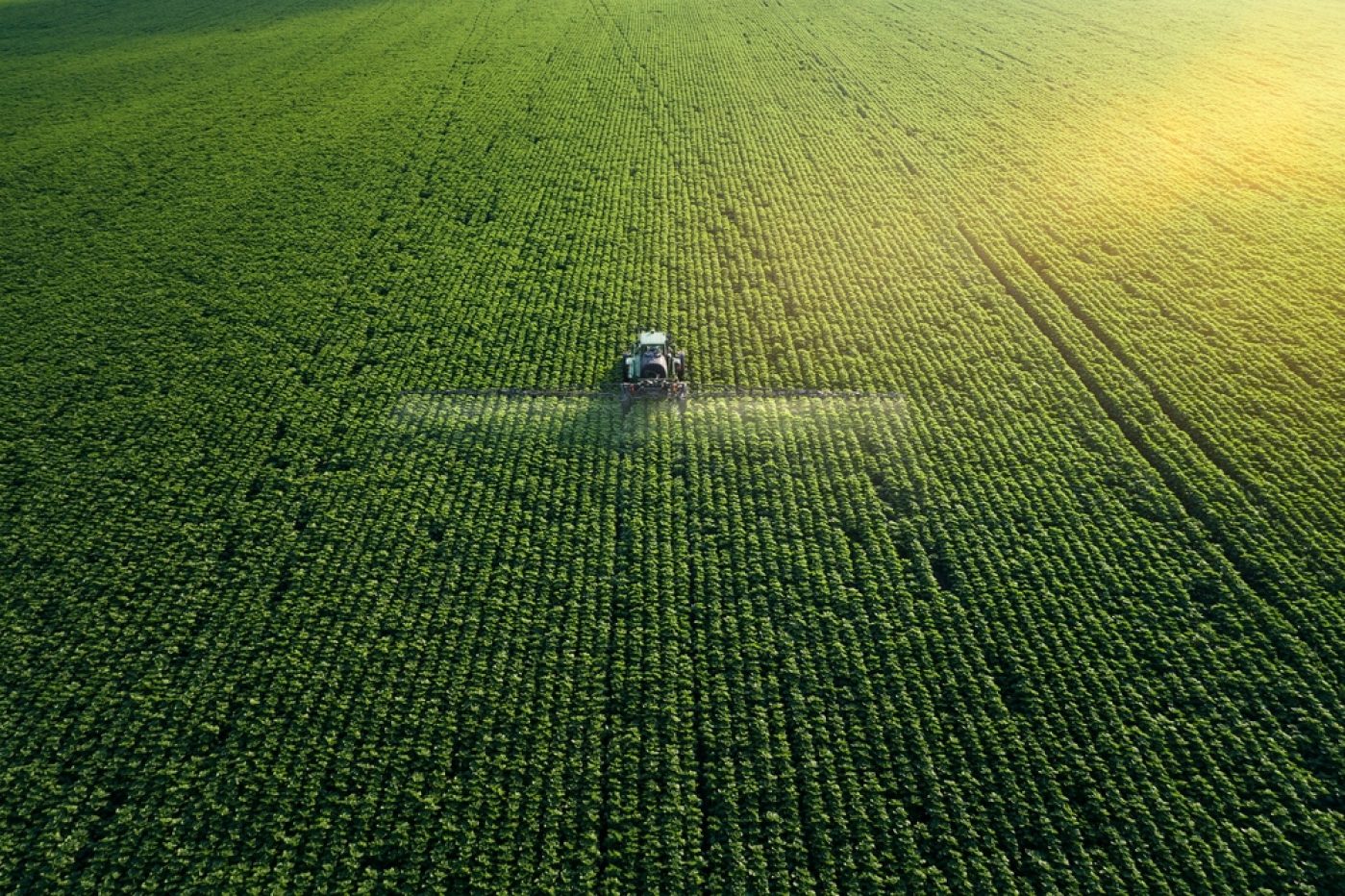 Farmer Field